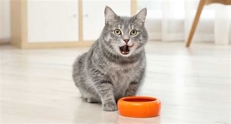 Wellness wet cat food has the largest variety of wet cat food textures and flavor options of any natural cat food brand. Best Cat Food For Indoor Cats - Top Tips And Reviews