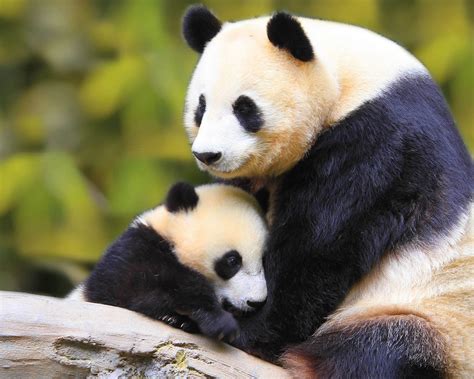 71 Cute Panda Background On Wallpapersafari Riset