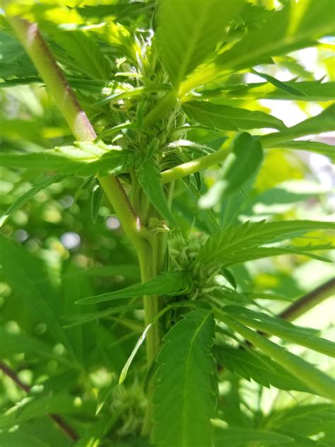 2nd Year Outdoor Grower Here Not Sure What The Sex Is Of This Plant
