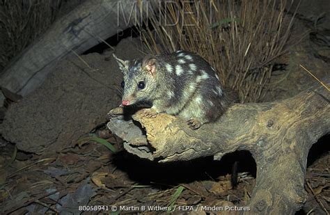 Northern Quoll Stock Photo Minden Pictures