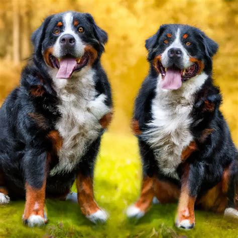 What Are Fun Activities To Do With Bernese Mountain Dogs Atractivopets