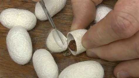 Cutting Open A Silk Cocoon Youtube
