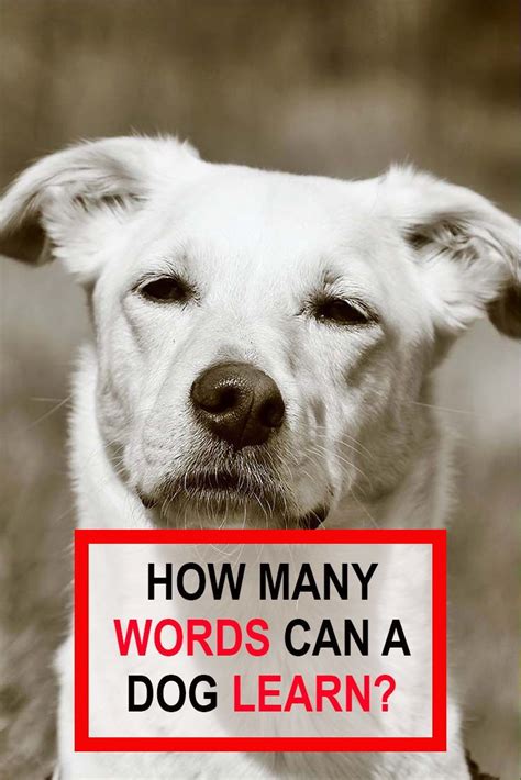 How Many Words Can A Dog Learn Dogs Words Learning