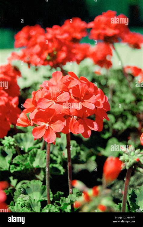 Red Geranium Flower Pelargonium Zonale Also Known As Diabolo Flower