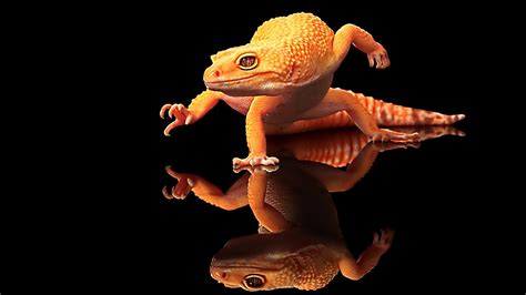 Animal Lizard Hd Wallpaper