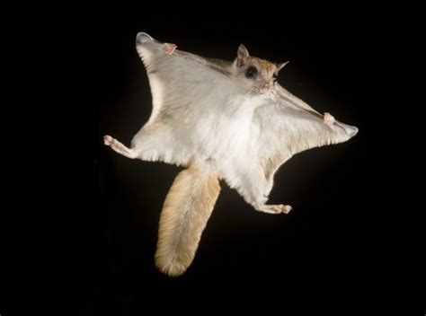 As Climate Warms Northern Flying Squirrels Are Moving Out Of The