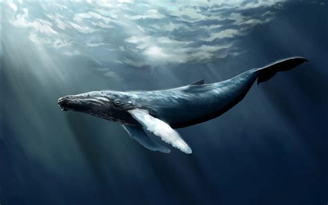 Humpback whale hd wallpaper size is 4000x3000, a 4k wallpaper, file size is 2.9mb, you can download this wallpaper for pc, mobile and tablet. Humpback Whale Wallpaper (62+ pictures)