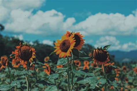 Vintage art wallpaper retro 17 ideas. Tupi, South Cotabato, Philippines #Sunflowers # ...