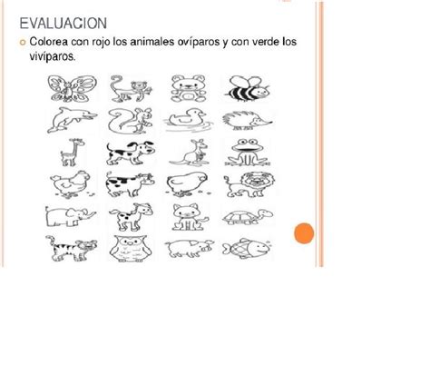 Lista 93 Imagen Dibujos De Animales Viviparos Y Oviparos Para Colorear