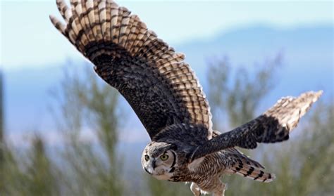 Owl Inspired Design Cuts Wind Turbine Noise News Article Lehigh University