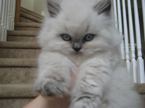 An Example Of A Himalayan Kitten Produced By My Breeder Sundancer