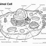 Cell Animal Worksheet Answer Key Drawing Getdrawings sketch template