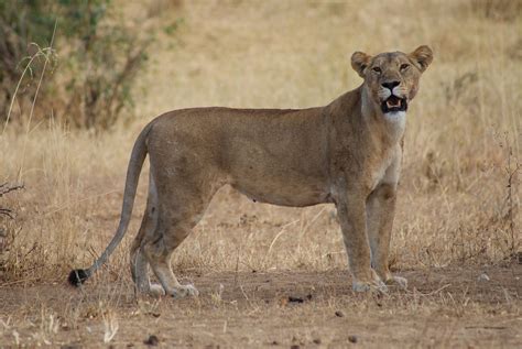 Lioness Lion Africa Free Photo On Pixabay Pixabay