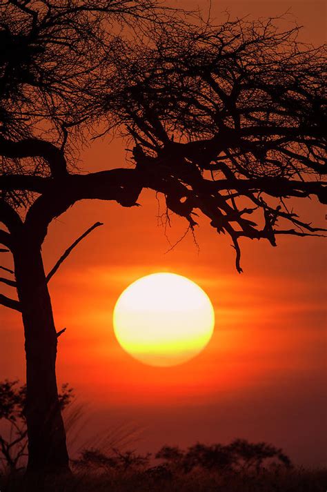 Sunset After A Safari Day In East Africa Photograph By Guenterguni