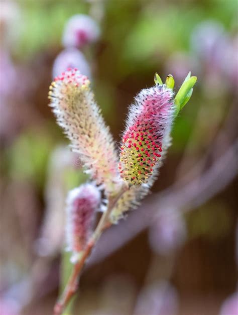 Close Up Of The Attractive Flower Of Salix Gracilistyla `mount Aso