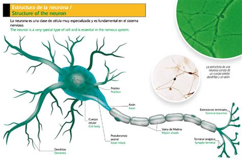 Estructura De Una Neurona Icarito