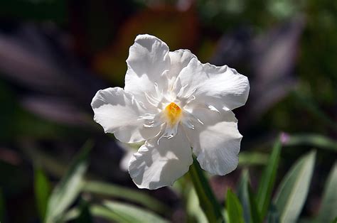 White Oleander Poisonous Beauty Photograph By Donna Proctor