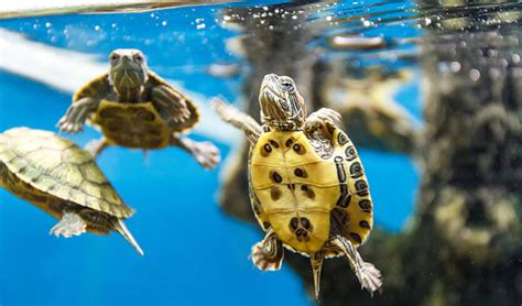 Baby Pet Turtle Packages Melbourne Cutest Baby Turtles 79
