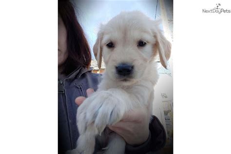 1005 w stuart st, fort collins, co. Buckley: Golden Retriever puppy for sale near Fort Collins ...