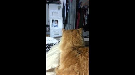 Whats Wrong With My Cats Ear Listen To The Noise Youtube