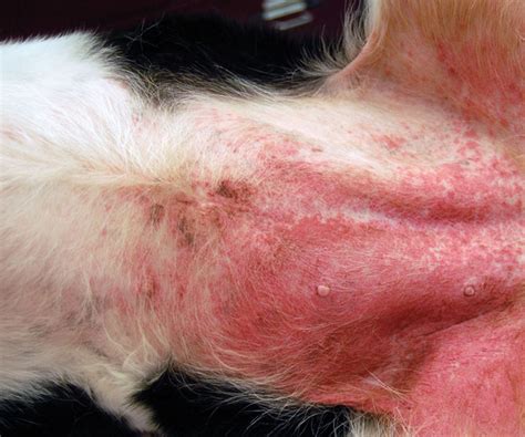 Pododermatitis In Dogs How To Treat Pododermatitis I