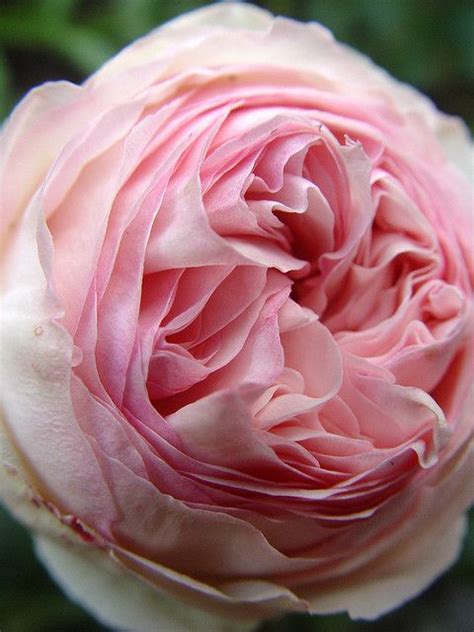 Rosa Eden Rose 88 Or Pierre De Ronsard Amazing Flowers