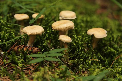Wild Mushroom Free Stock Photo Public Domain Pictures