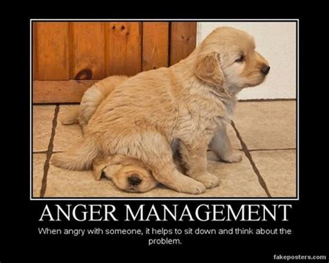 Anger Management Golden Retriever Style Repinned By