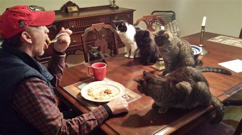 Will The Real Crazy Cat Man Please Stand Up Kittymews Cat News