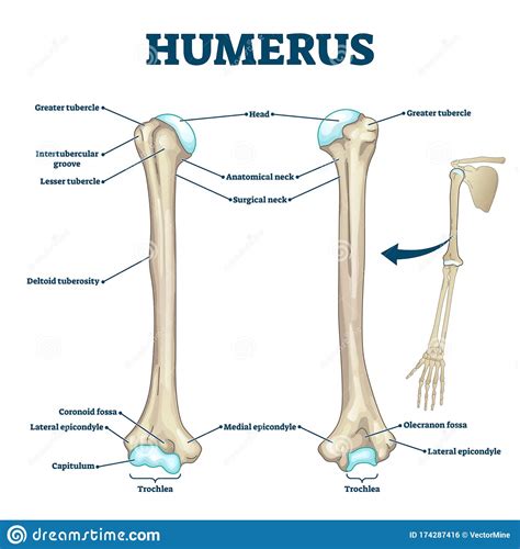 In the diagram above, you can see all of the bones of the foot. Humerus Anatomy Royalty-Free Stock Image | CartoonDealer ...