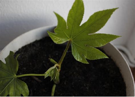 Hoja de papel vieja aislada en el fondo transparente. Planta de hoja palmeada, ¿nombre? :)