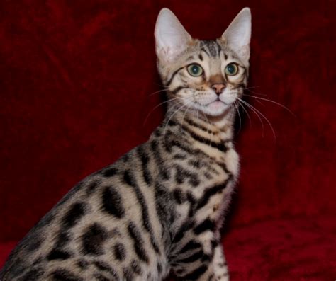 Do you have other interesting bengal cat names you would like to share with us?. Bengal Cat Queens | Bengal Cat Breeders | Brown Spotted ...