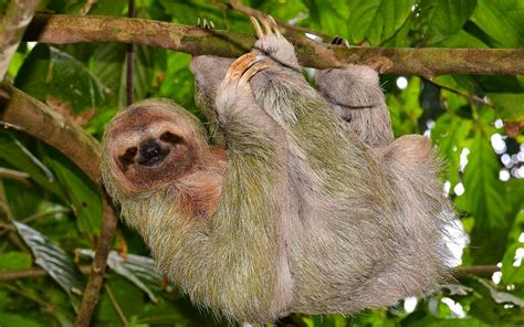 45 Cute Sloth Wallpaper On Wallpapersafari