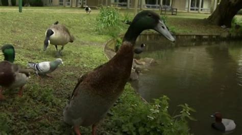University Of Yorks Tall Duck Long Boi Is Missing Bbc News