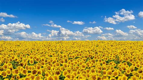 2048x1152 Field Of Sunflowers 2048x1152 Resolution Hd 4k Wallpapers