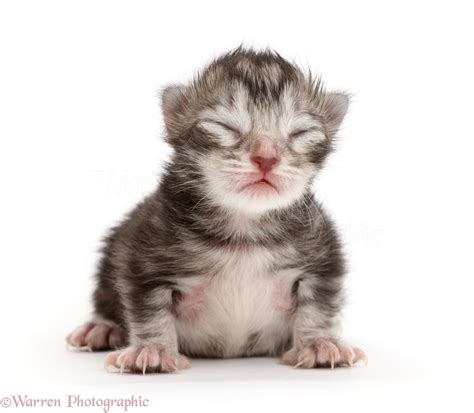 Silver Tabby Baby Kitten 2 Days Old Photo Wp45854