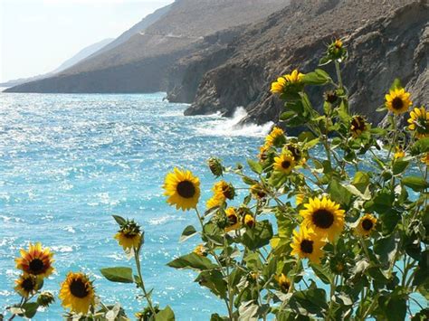 Sunflowers And The Sea Angelika Flickr