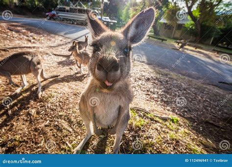 Grey Kangaroo Showing Its Tongue Stock Image Image Of Summer Grey