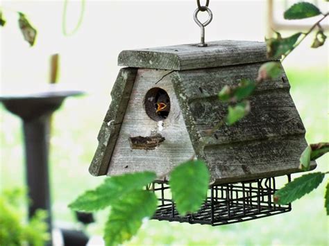 A Brit In Tennessee June In Bloom Critters Bird House Feeder