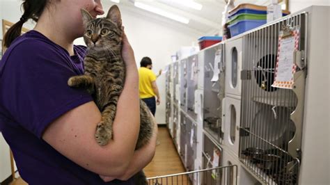 Humane Society Works To Solve Overpopulation Of Stray Cats — The Kenyon
