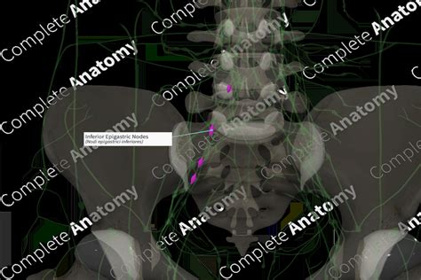 Inferior Epigastric Nodes Left Complete Anatomy