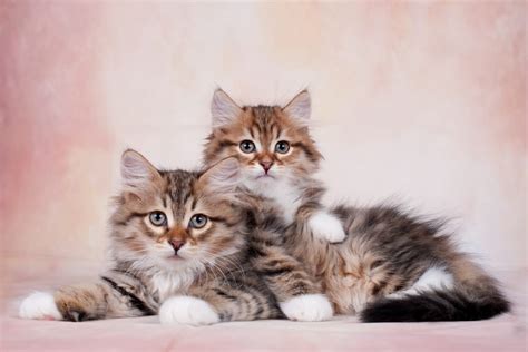 Worlds 10 Cutest Cat Breeds 10 Most Today