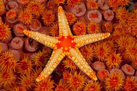 Some Starfish Have 40 Arms And Other Facts About The Sea Creatures