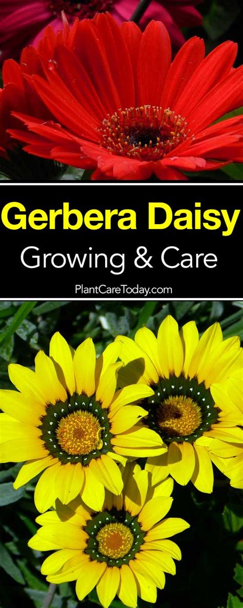 Gerbera Daisy Care Growing And Planting Guide Outdoors Potted