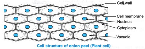 An indian philosopher maharishi kanad, postulated that if we go on dividing matter (padarth) all these different types of tissues are discussed with their well labelled diagram. NCERT Class 9 Science Lab Manual - Slide of Onion Peel and ...