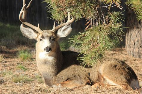 Buck Deer Animal Free Photo On Pixabay