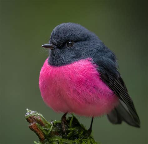 Pink Robin Petroica Rodinogaster Native To The Forests Of