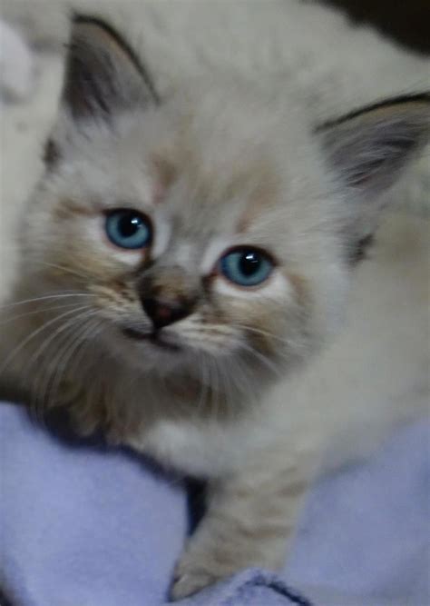 There are many ragdoll kittens for sale in florida. Ragdoll Kittens South Florida