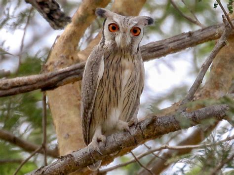 Northern White Faced Owl Ebird