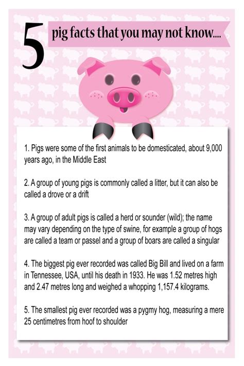 Five Fun Facts About Pigs Dr Hows Science Wows